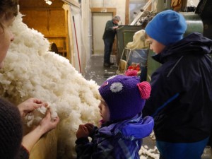 Raw wool waiting to be washed