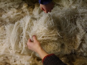 Washed and straightened wool fibers