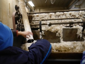 Clean wool ready to be made into yarn