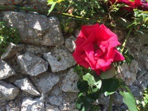 Rose on old village wall, Day 1