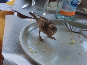 Lunch off San Marco Piazza was for the birds